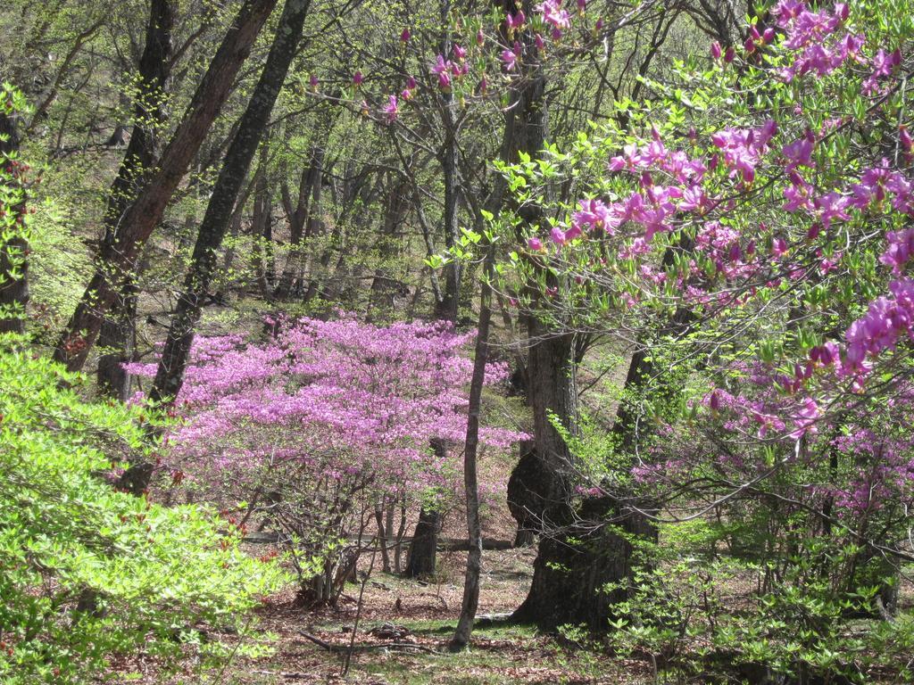 ホテル 紫雲荘 日光市 エクステリア 写真